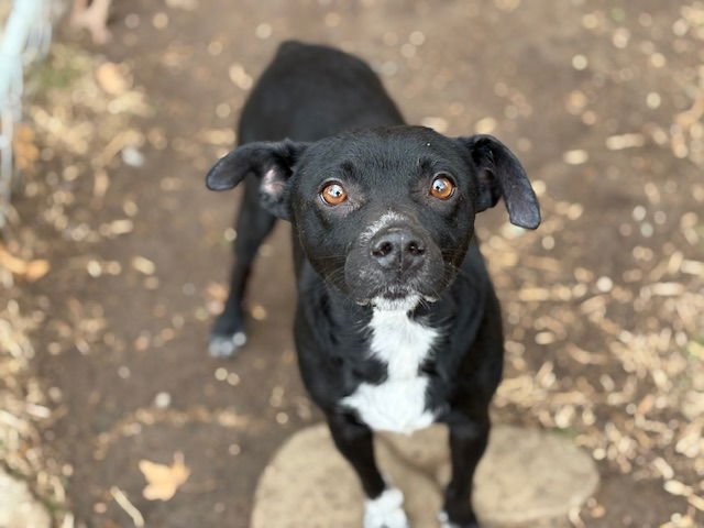 BABY - Border Collie available for adoption