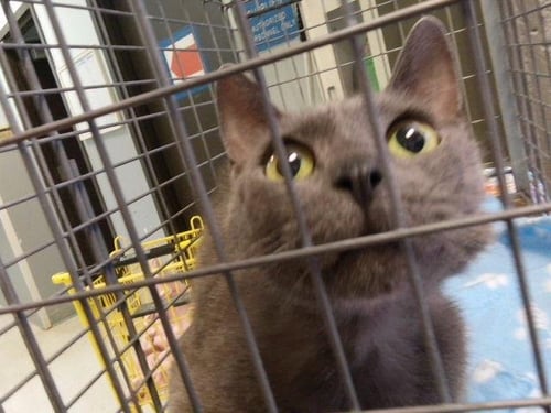 MINCED - Domestic Short Hair for adoption in Broken Arrow