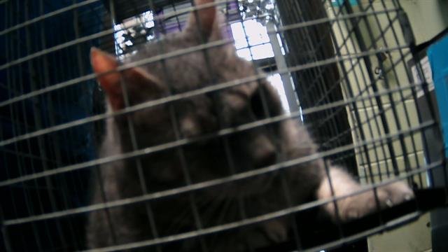 ACHMED - Domestic Short Hair available for adoption