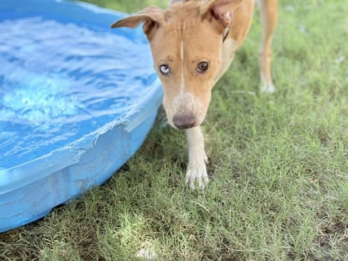 MISTY - Australian Cattle Dog/Blue Heeler available for adoption