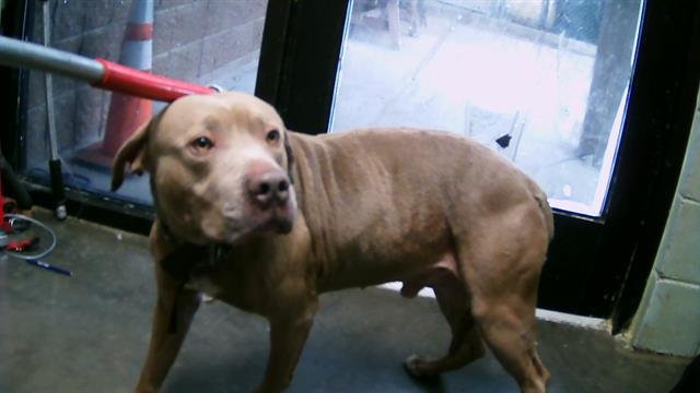 BRUNO - Pit Bull Terrier available for adoption