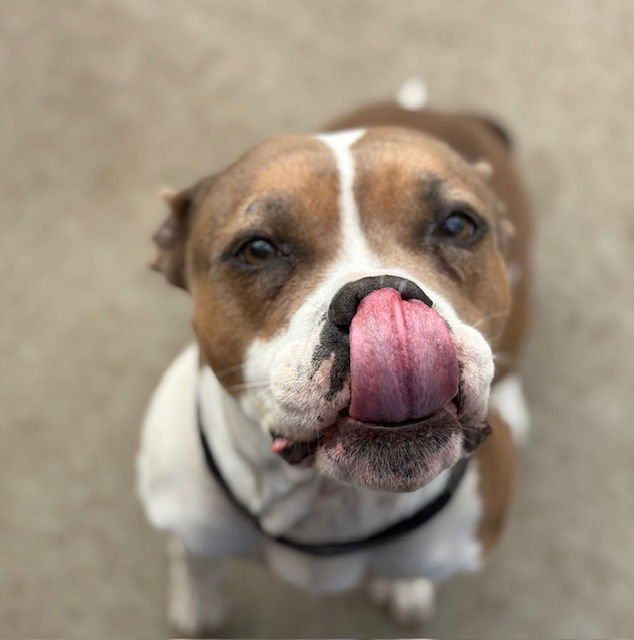 ROSE - Pit Bull Terrier available for adoption