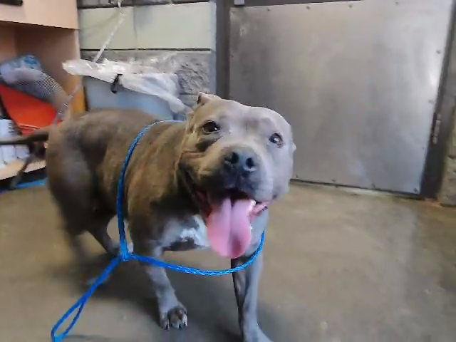 THENA - Pit Bull Terrier available for adoption