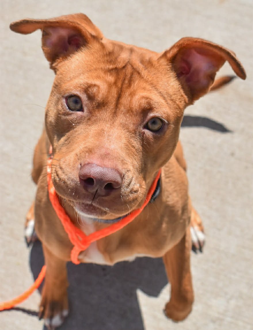 SUGAR - Pit Bull Terrier available for adoption