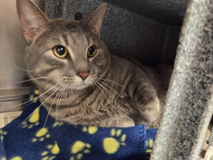 NEW BOYFRIEND - Domestic Short Hair available for adoption