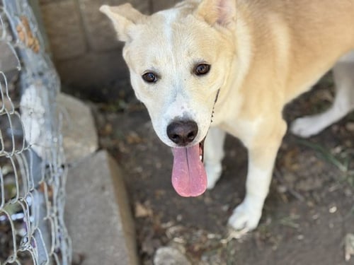 FOOTLOOSE - German Shepherd Dog available for adoption