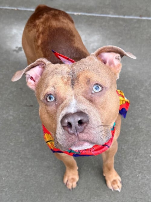 OOGIE BOOGY - Pit Bull Terrier available for adoption