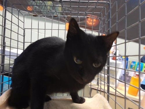 GIRLY - Domestic Short Hair available for adoption
