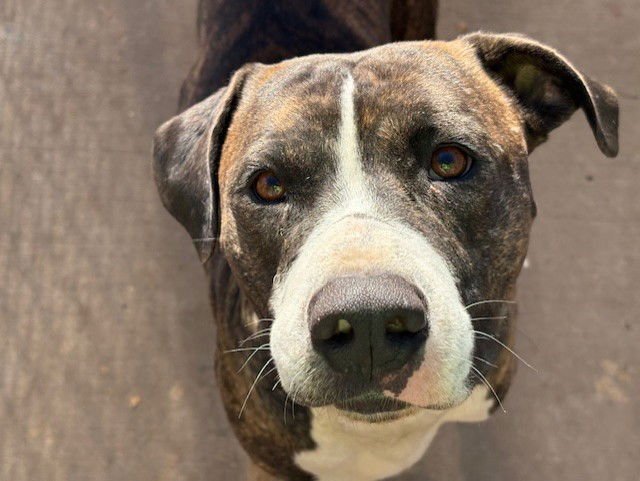 DABBY - Pit Bull Terrier available for adoption