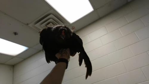 A184727 - Chicken available for adoption