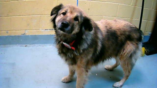 RUBY AKA COVAH - Great Pyrenees available for adoption