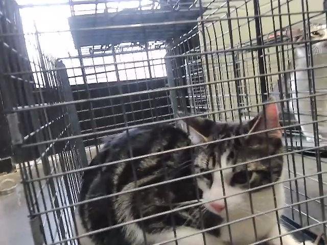 RIVER - Domestic Short Hair available for adoption