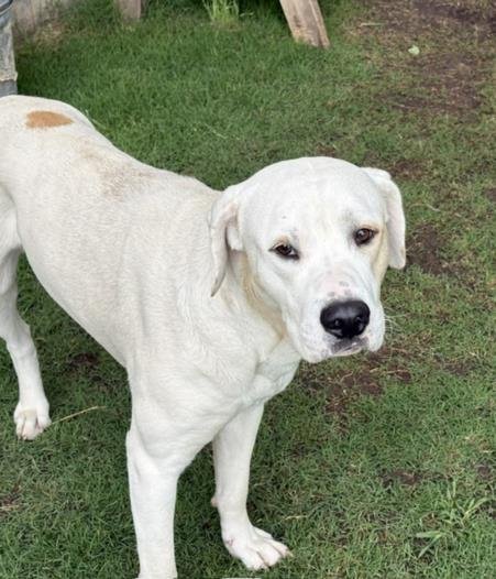FRANKIE - Pit Bull Terrier available for adoption