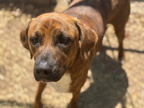 BROWNIE - Pit Bull Terrier available for adoption