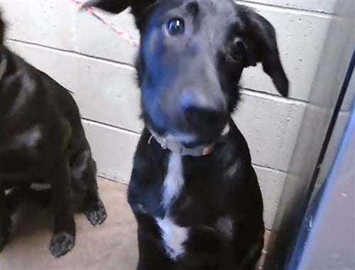 WILLOW - Labrador Retriever available for adoption