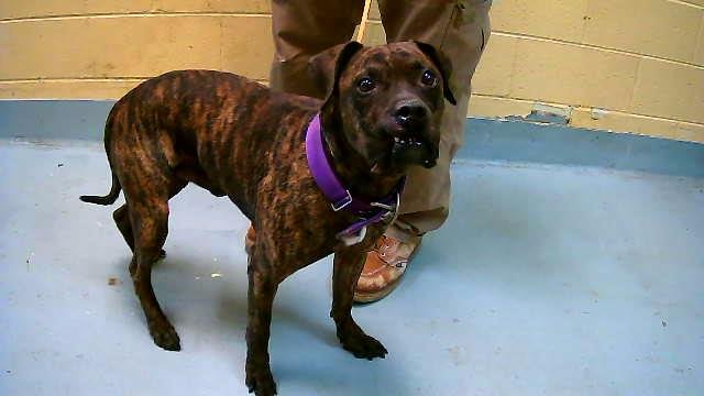 JOKER - Pit Bull Terrier available for adoption