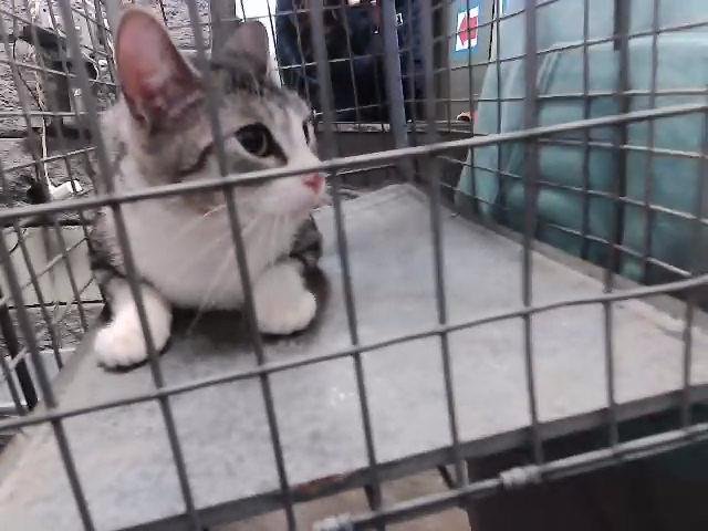 REMY - Domestic Short Hair available for adoption