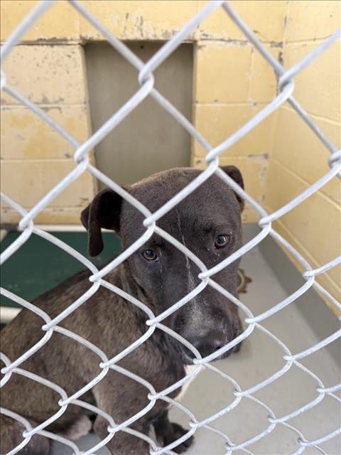 BENNY - Pit Bull Terrier available for adoption