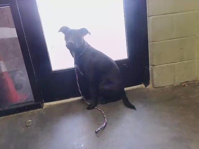 SIERRA - Pit Bull Terrier available for adoption