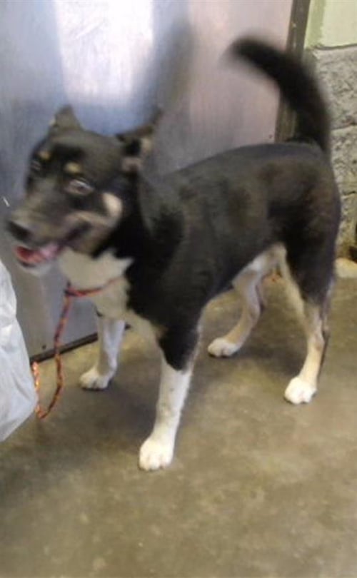 GIZMO - German Shepherd Dog available for adoption