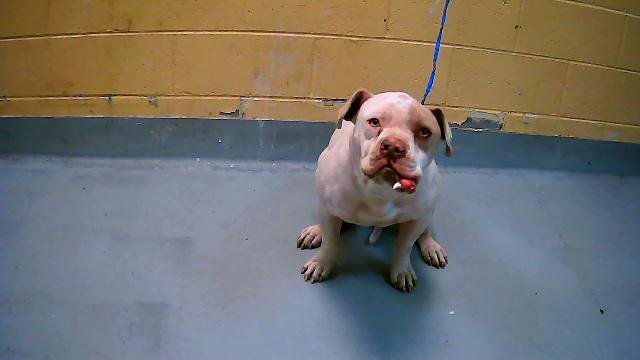 RUDY - Pit Bull Terrier available for adoption