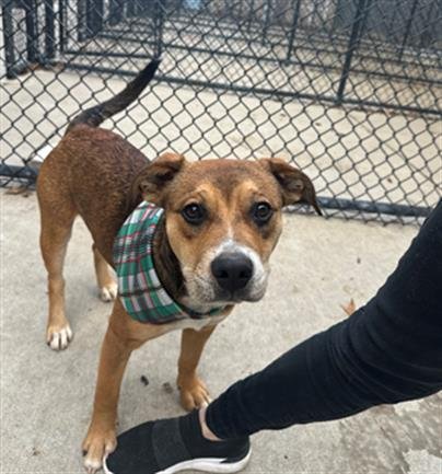 CREDIT - Pit Bull Terrier available for adoption