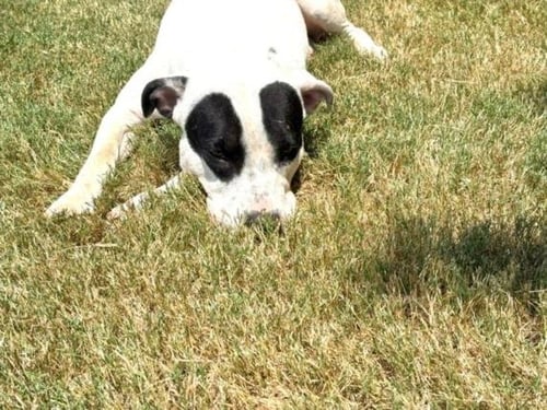PATCHES - Labrador Retriever available for adoption