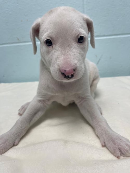 POLAR BEAR - Pit Bull Terrier available for adoption
