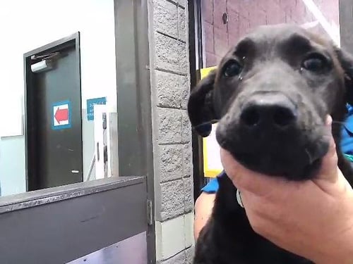 BONITA - Labrador Retriever available for adoption