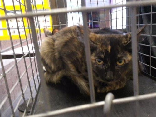 A185185 - Domestic Medium Hair available for adoption