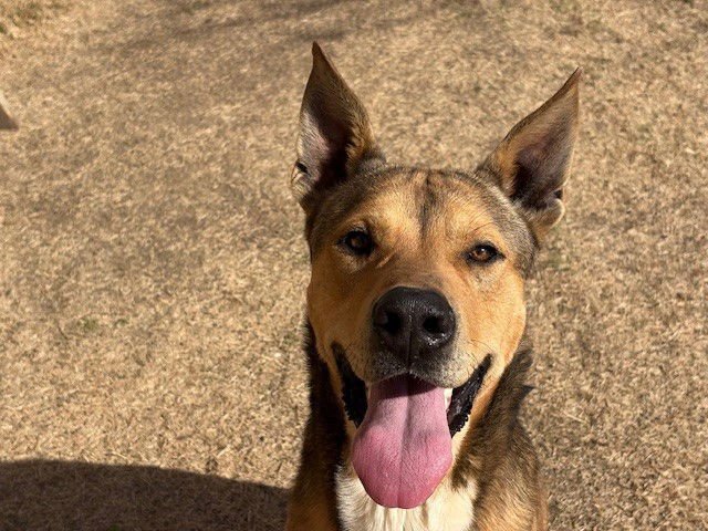 CRAIG - Anatolian Shepherd available for adoption