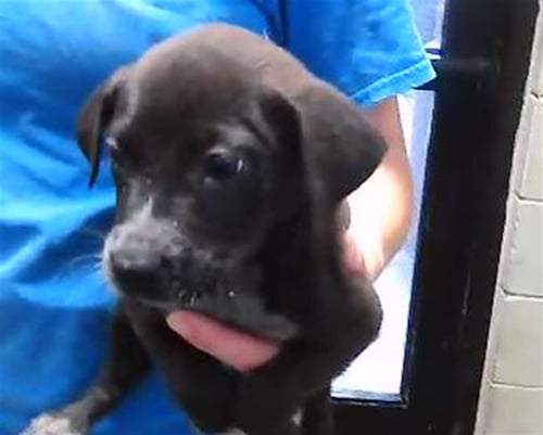 COURTNEY - Australian Cattle Dog/Blue Heeler / German Shepherd Dog available for adoption