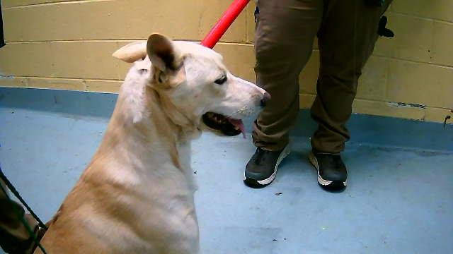 SETH - German Shepherd Dog available for adoption