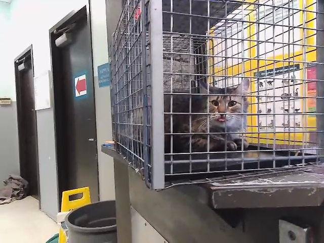 DARWINA - Domestic Short Hair available for adoption