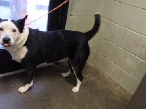 ATHENA - Border Collie / Pit Bull Terrier available for adoption