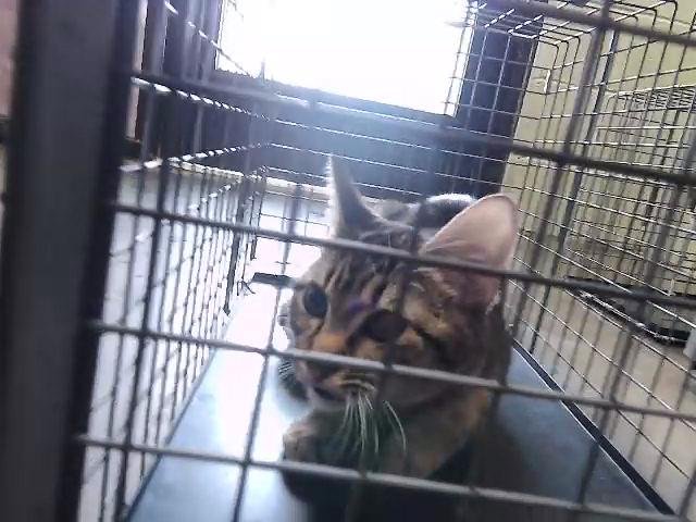 CROISSANT - Domestic Short Hair available for adoption