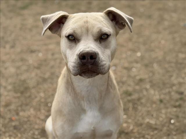 SUSIE - Pit Bull Terrier available for adoption