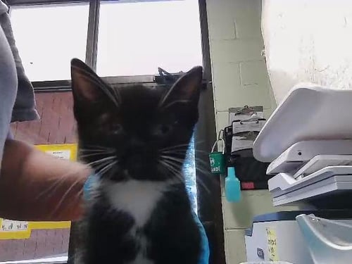 TYE - Domestic Medium Hair available for adoption