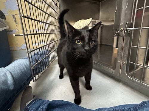 MISO - Domestic Short Hair available for adoption