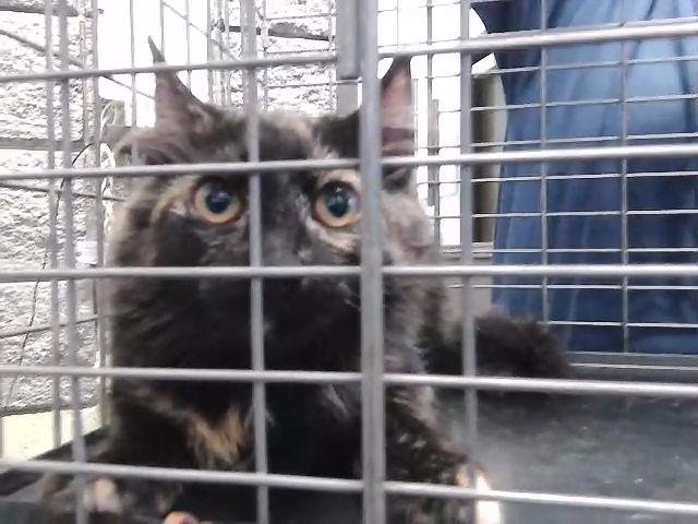 CARLY - Domestic Short Hair available for adoption