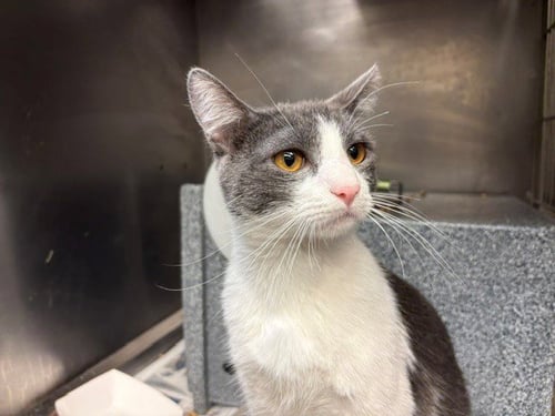 EARL GREY - Domestic Short Hair available for adoption