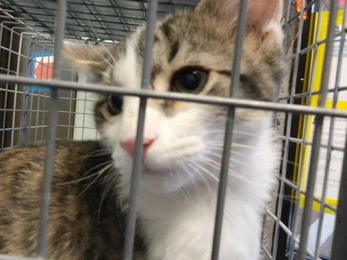 RAVIOLI - Domestic Medium Hair available for adoption