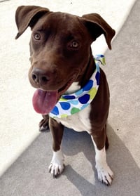 SCOOTER - Photo 1