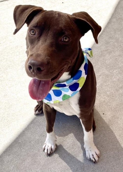 SCOOTER - Labrador Retriever available for adoption