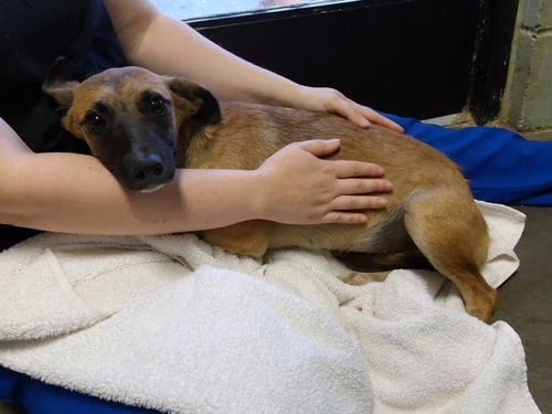 MINNIE - Rat Terrier available for adoption