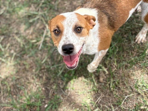 TOADETTE - Australian Cattle Dog/Blue Heeler available for adoption