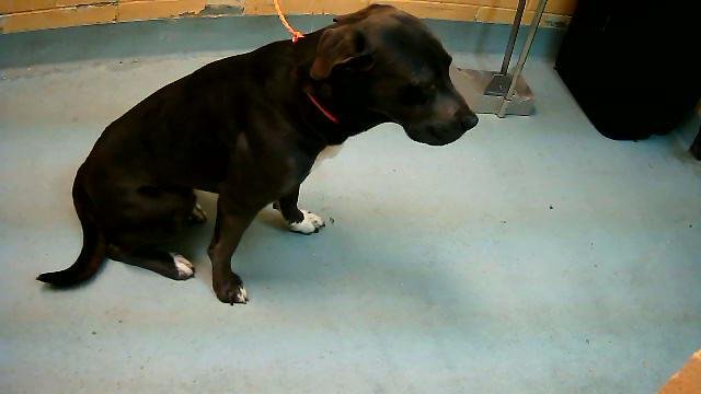 ZEUS - Pit Bull Terrier available for adoption