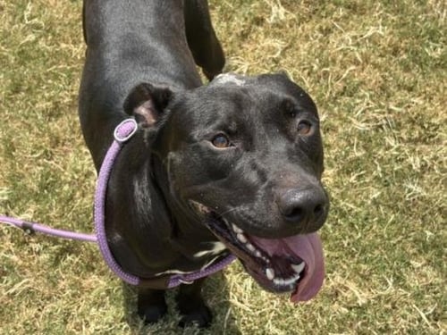 TITAN - Pit Bull Terrier available for adoption