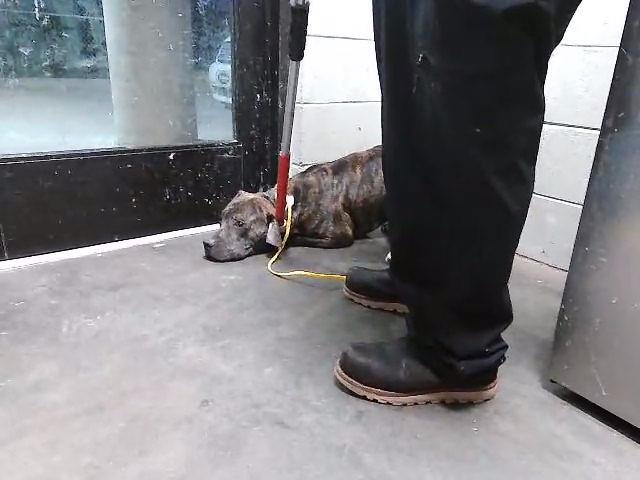 TIGGER - Pit Bull Terrier available for adoption