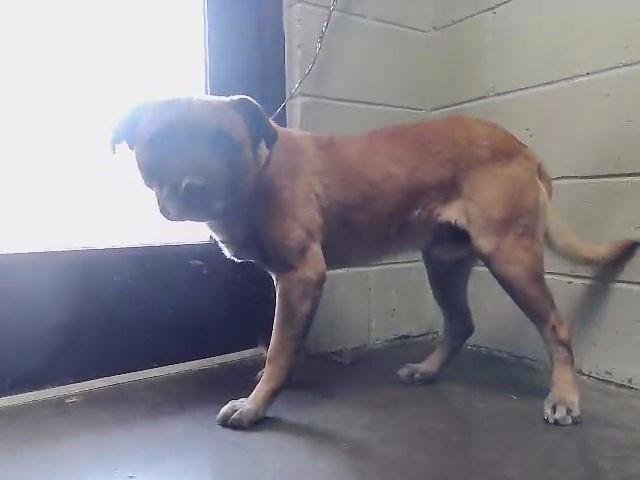 MOTLEY - Belgian Shepherd Malinois available for adoption